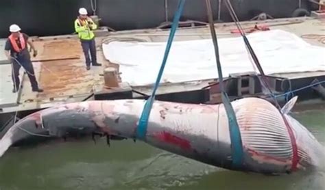 Exploding whale fears as massive dead creature is winched out of ...