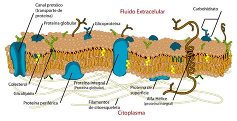 Membrana PlasmÁtica Mind Map