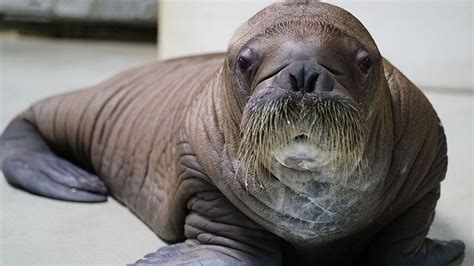 Baby Walrus Born at SeaWorld Orlando