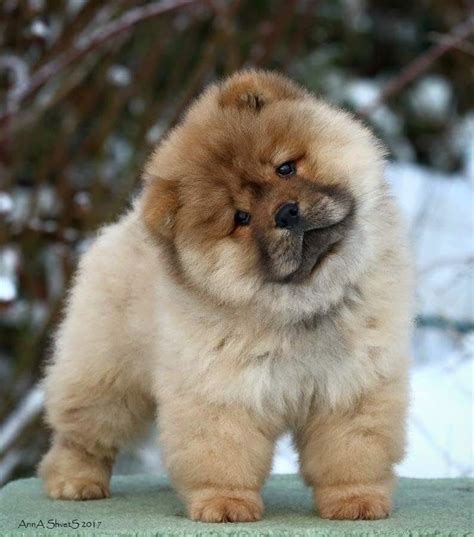 Pin by Barbara Rathmanner on Fluffy Dogs ️️️ | Chow chow dogs, Chow ...