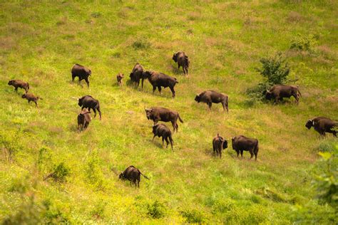 New bison release to enhance genetic diversity in the Southern ...