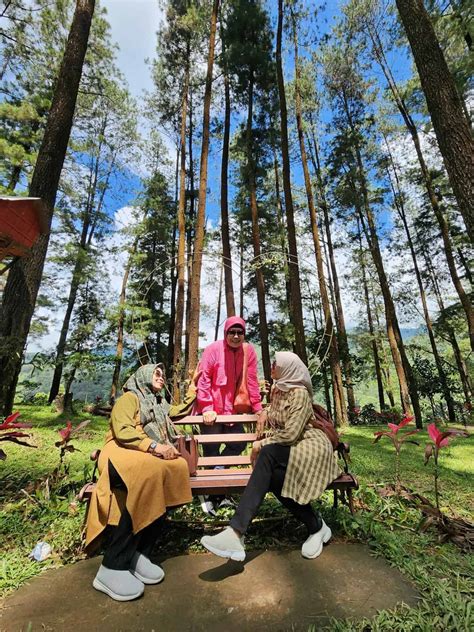 Hutan Pinus NONGKO IJO Madiun Wisata Alam Dengan Spot Kekinian Yang