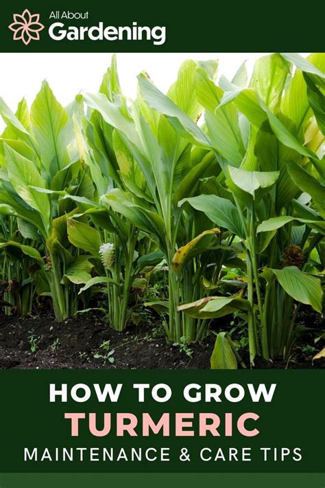 Grow Turmeric For Better Health And Happiness Artofit