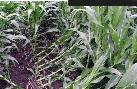 Corn Root Lodging