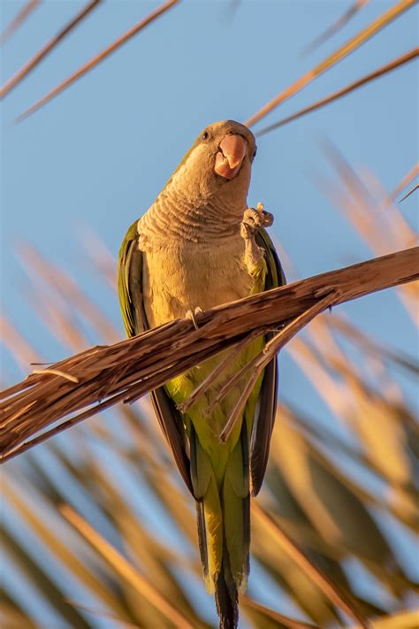 Monk Parakeets Torremolinos Spain On Behance
