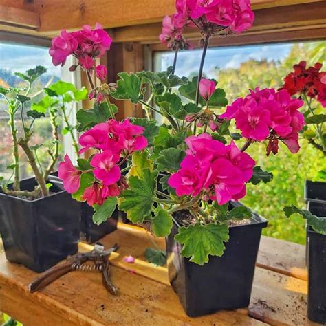 ¿cómo Despertar Los Geranios Después Del Invierno Trucos Para Casa