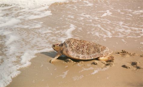 Kemps Ridley Sea Turtle The Life Of Animals