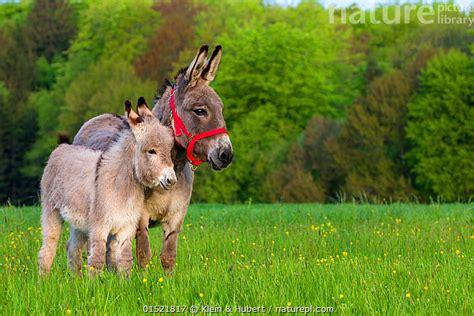 stock photo  domestic donkey jenny  foal  meadow france