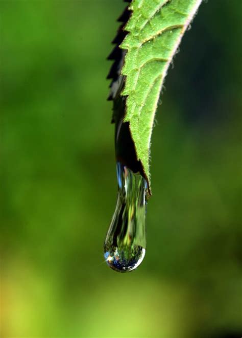 Kostenlose Bild Grass Tau Feuchtigkeit Natur Kraut Blatt Garten