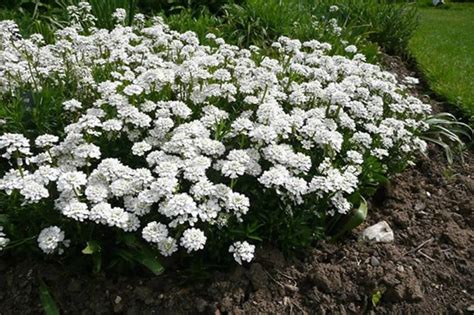Iberis sempervirens Appen-Иберис | Растения за градината