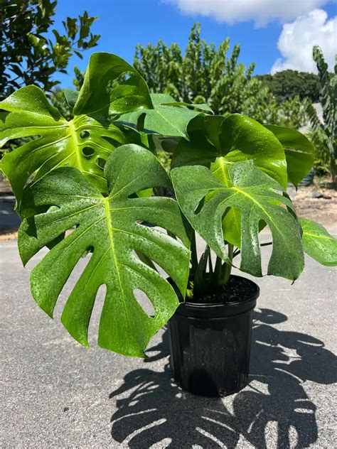 Your Monstera Adansonii Plant Care Guide