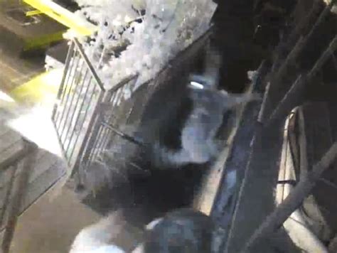 Kevin Rose Uploads Raccoon Throwing Video Business Insider