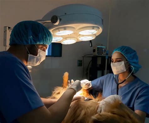 Surgery - orthopaedic and soft tissue | Ulladulla Veterinary Hospital