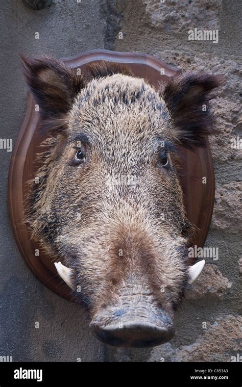 Stuffed Wild Boars Head Mounted On Wooden Plaque Hanging On Wall