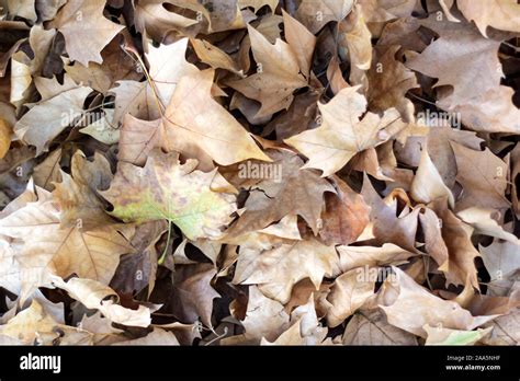 Pile Of Fallen Autumn Leaves On The Ground Stock Photo Alamy