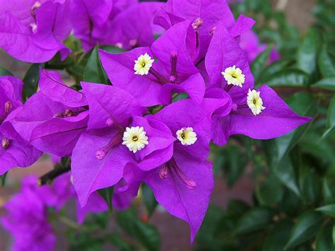 Бугенвиллея сандериана | Секреты выращивания комнатных растений ...