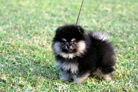 Black And White Pomeranian My Doggy Rocks