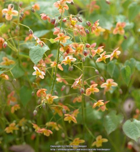 Photo of the bloom of Longspur Epimedium (Epimedium 'Orangekonigin ...