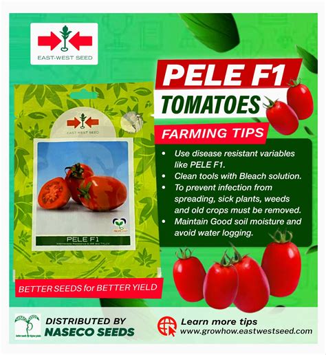 Tomato Pele F1 seeds Available for... - East-West Seed Uganda | Facebook
