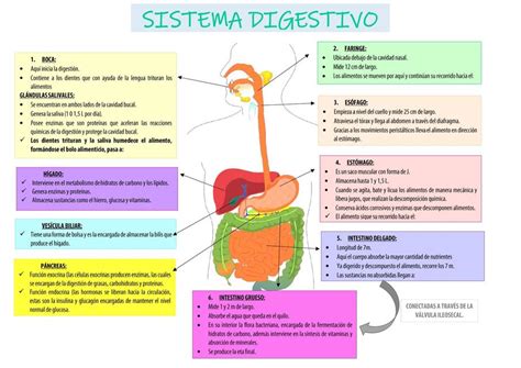 Órganos En El Diagrama Del Sistema Digestivo Planes De Lecciones De Ciencias