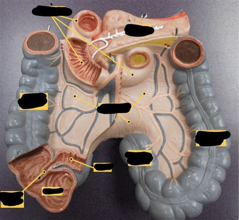 Aandp2 Digestive System Large Intestine Diagram Quizlet