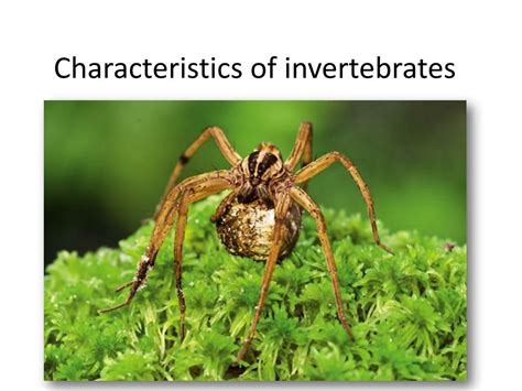 PPT - Characteristics of invertebrates PowerPoint Presentation, free ...