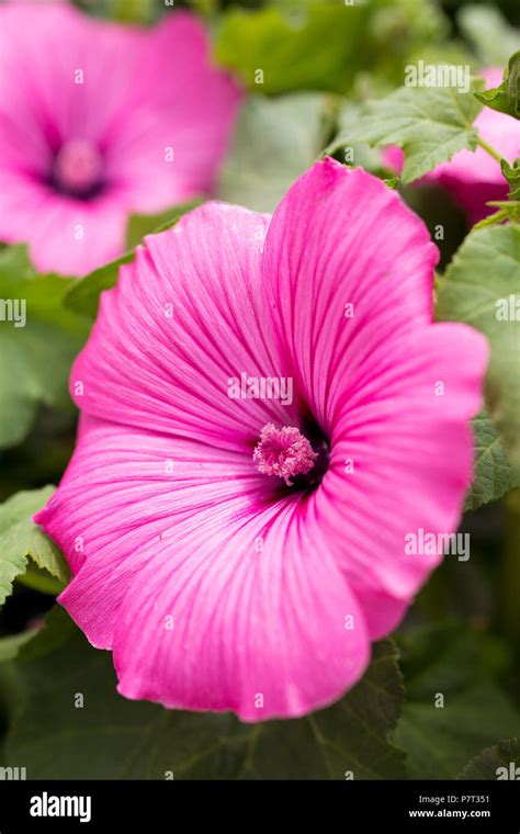 Lavatera Trimestris Twins Hot Pink Stock Photo Alamy