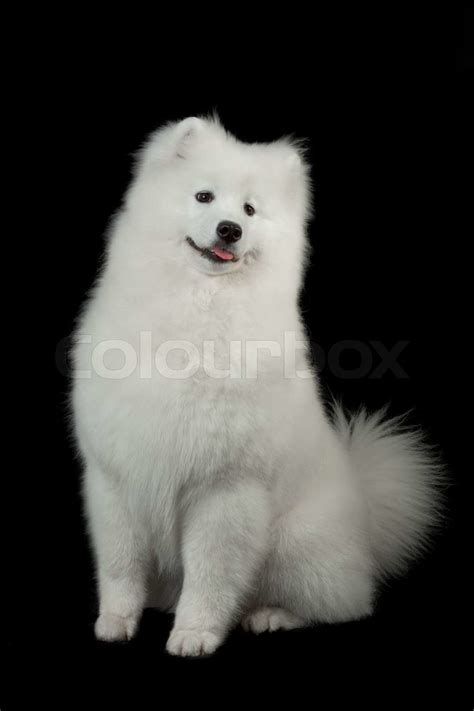 Black Samoyed