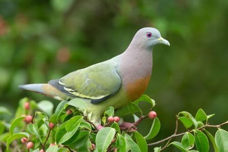 Indonesia Go Id Pesona Punai Si Merpati Penuh Warna