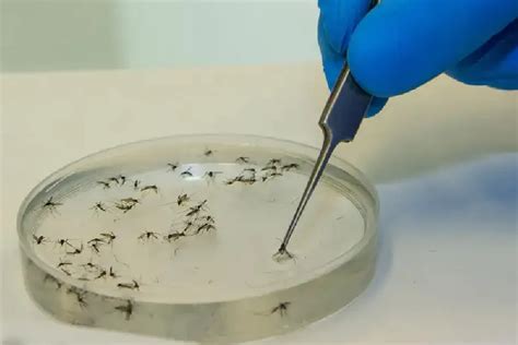 Minas Inaugura F Brica De Mosquito Modificado Para Combater Dengue