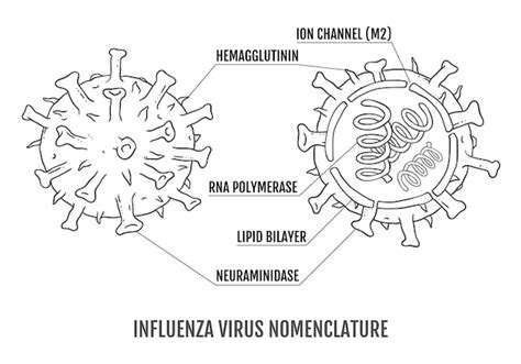 Premium Vector Vector Illustration Of The Structure Of The Influenza Virus