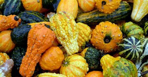 Is Bumpy Squash Safe To Eat Veganoga