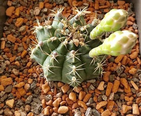 Seramis для кактусов:🌱 как использовать гранулят для посадки суккулентов?