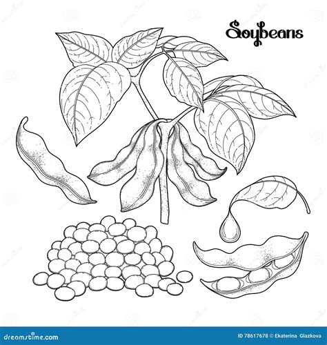 Soybean Cartoons Illustrations And Vector Stock Images 5801 Pictures