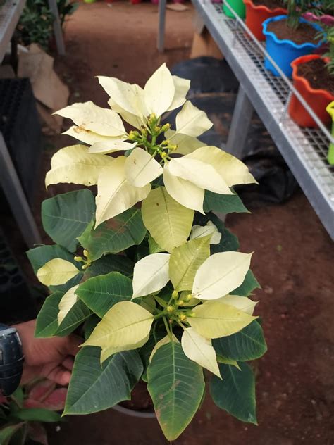 Poinsettia Yellow Indoor Flowering Plants Exotic Flora