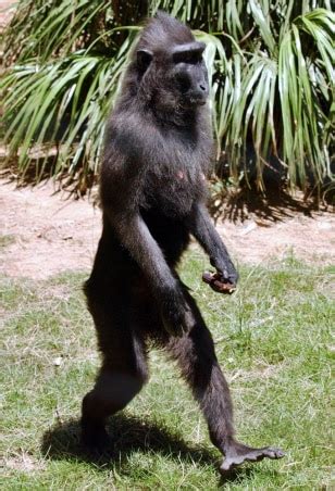 Monkey apes humans by walking on two legs - Technology & science ...