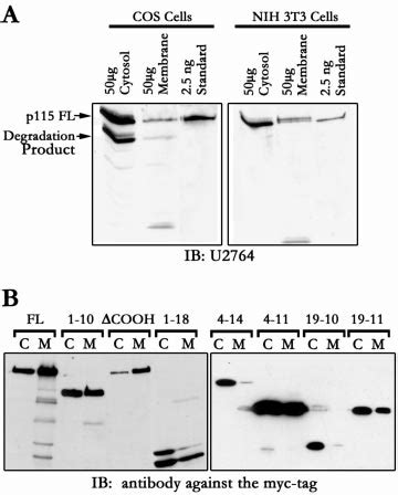 Subcellular localization of p115 RhoGEF. A, aliquots of membranes and ... 