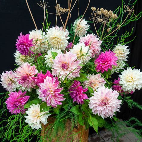 Dinnerplate Dahlia Cafe Au Lait Rose K Van Bourgondien