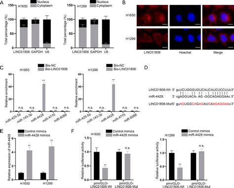 Mir 4428 Is A Downstream Factor Of Linc01806 A B Subcellular