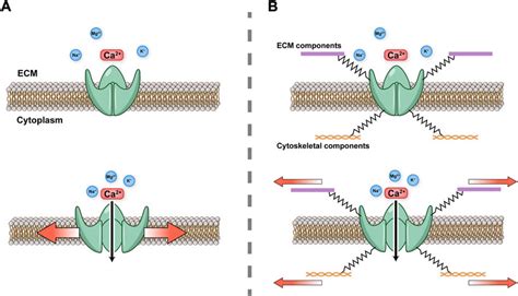 Frontiers Mechanosensitive Piezo And Piezo Ion Channels In