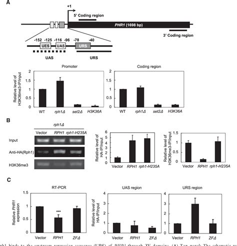 Figure From The Histone H K Demethylase Rph Kdm Regulates