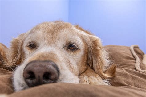 Câncer de próstata em cachorros fique atento à saúde do seu cão