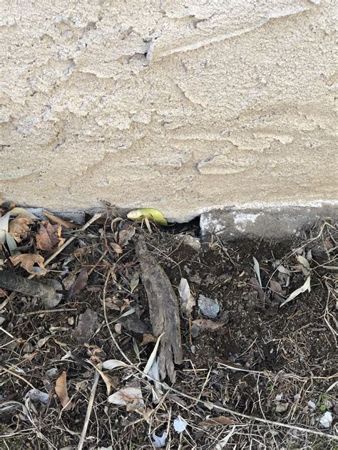 how to get rid bees 11