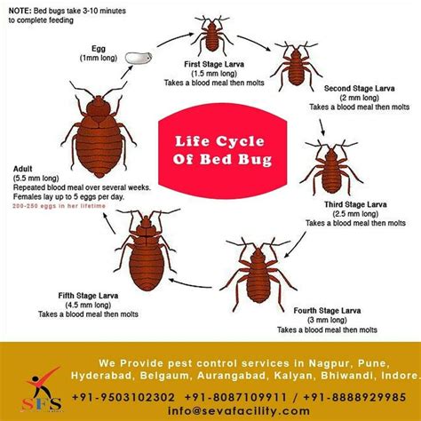 bed bug life cycle stages - Efren Holloman