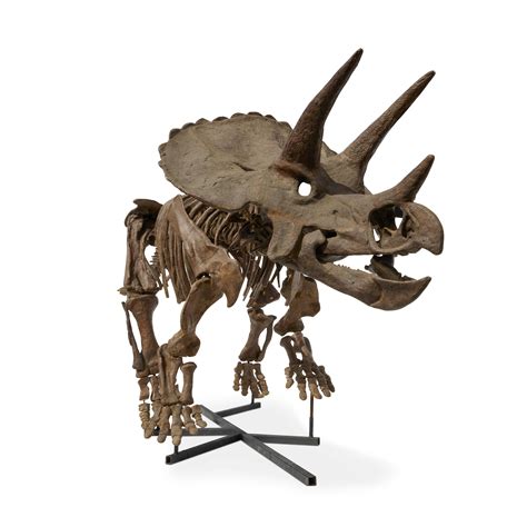 Bonhams Triceratops Skeleton Cast Replica