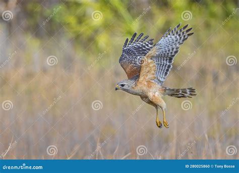 Red Shouldered Hawk In Flight In A Dry Prairie Stock Photo Image Of