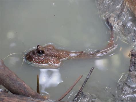 Adventures With The Naked Hermit Crabs