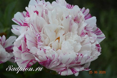 Пион Кэнди Страйп (Paeonia Candy Stripe)