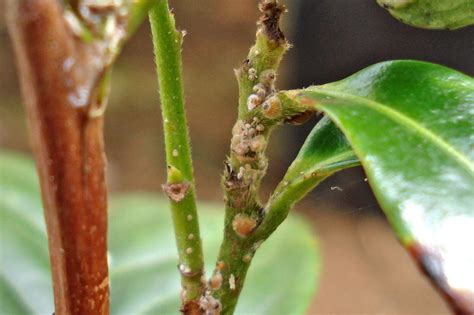 Bonsai Pests And Diseases Bonsai Empire