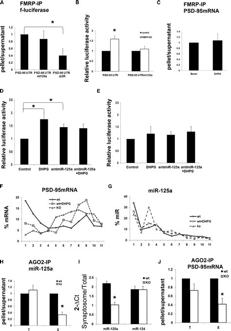 Reversible Inhibition Of Psd 95 Mrna Translation By Mir 125a Fmrp Phosphorylation And Mglur